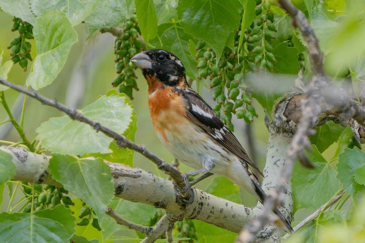 Rose-breasted x Black-headed Grosbeak (hybrid) - ML619255736