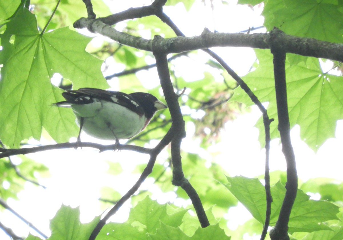 Rose-breasted Grosbeak - ML619255741