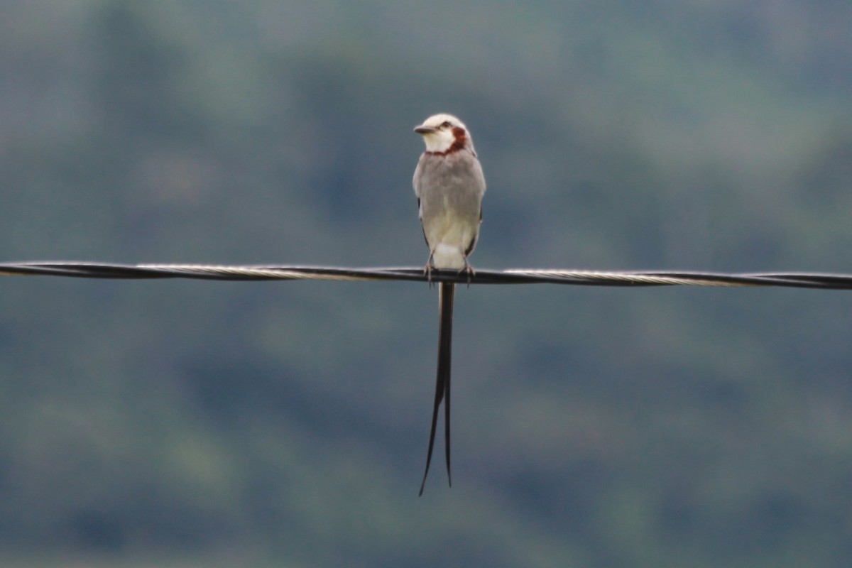 Streamer-tailed Tyrant - Tomaz Zurita