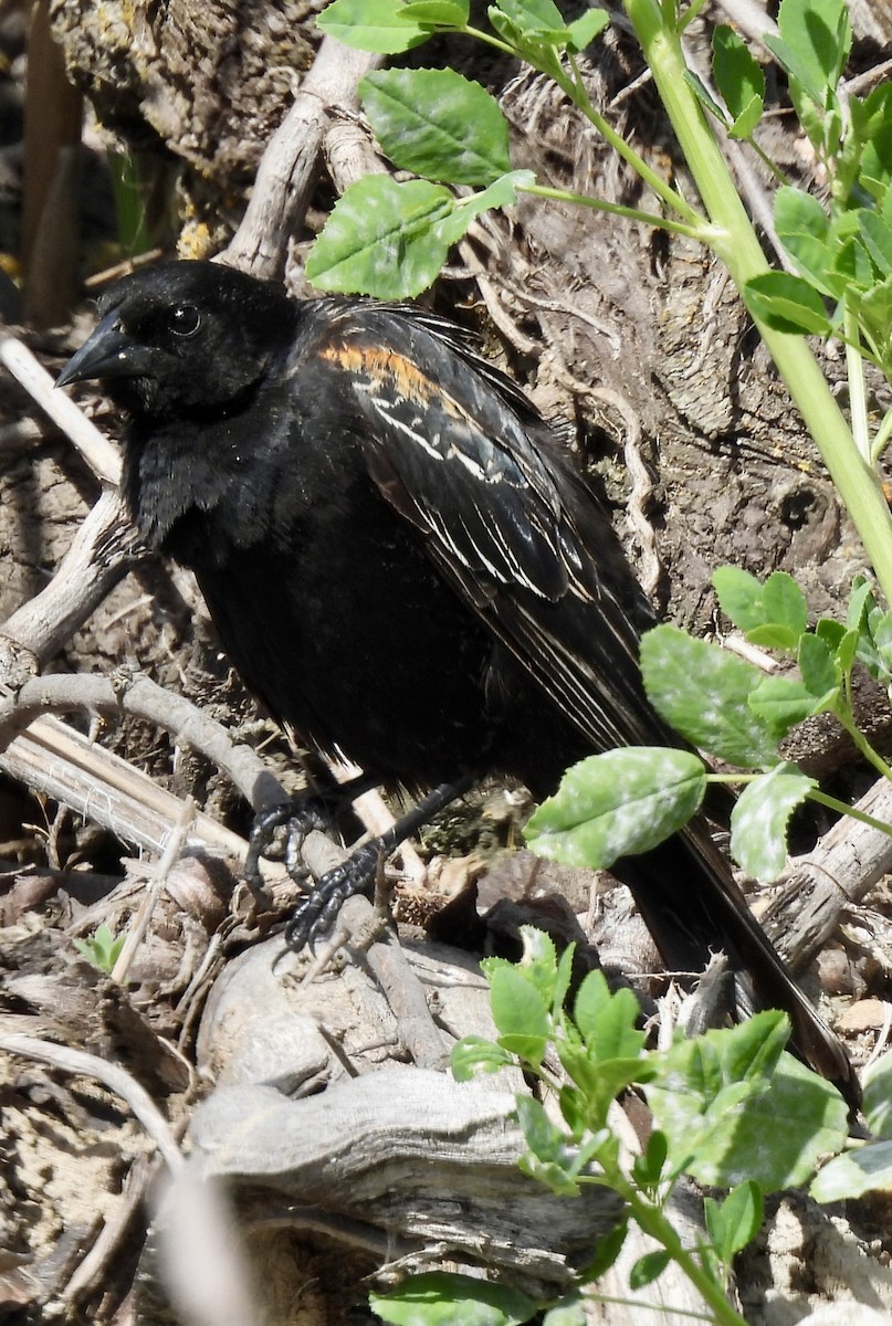 Red-winged Blackbird - Denise Hughes