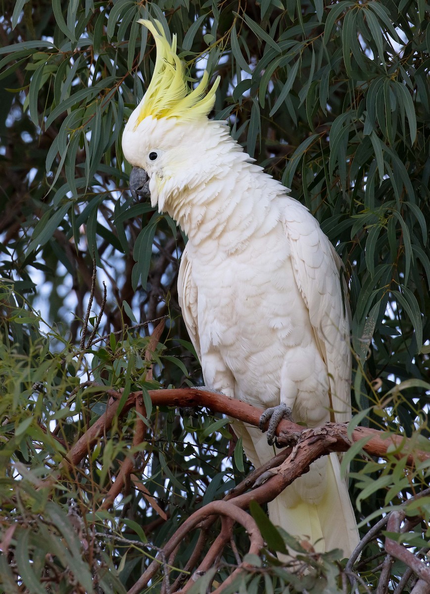 Sulphur-crested Cockatoo - Hickson Fergusson