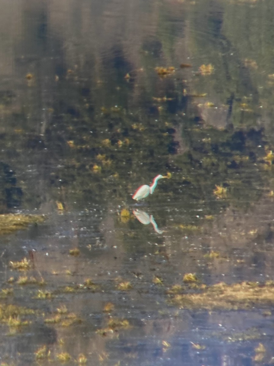 Great Egret - ML619255786