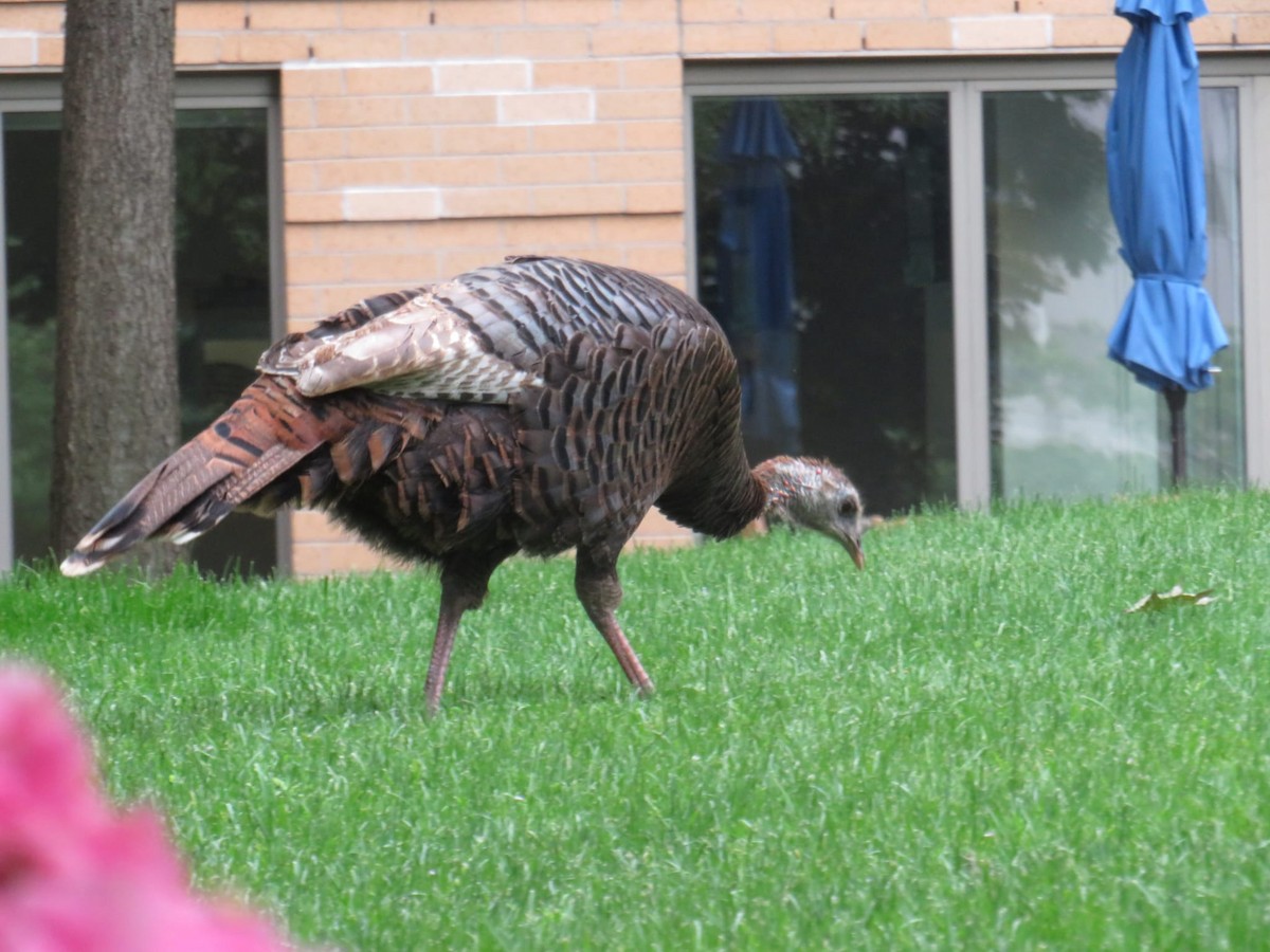 Wild Turkey - ML619255788