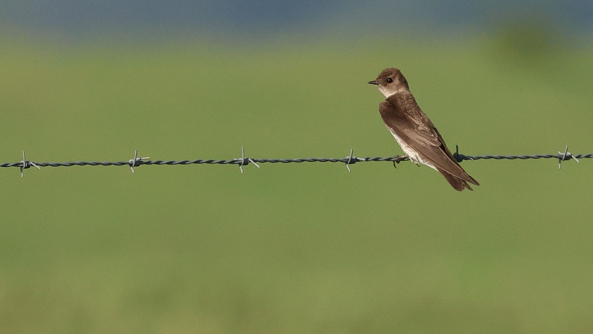 Northern Rough-winged Swallow - Anthony Marella