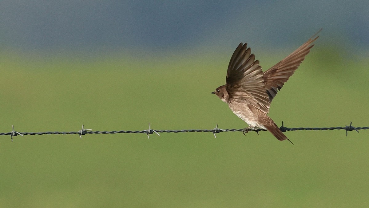 Northern Rough-winged Swallow - Anthony Marella