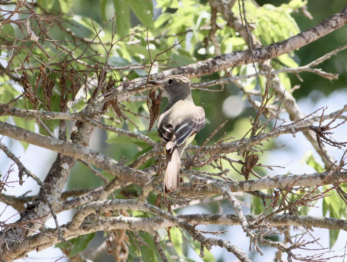 Brown-crested Flycatcher - Rhonda Desormeaux