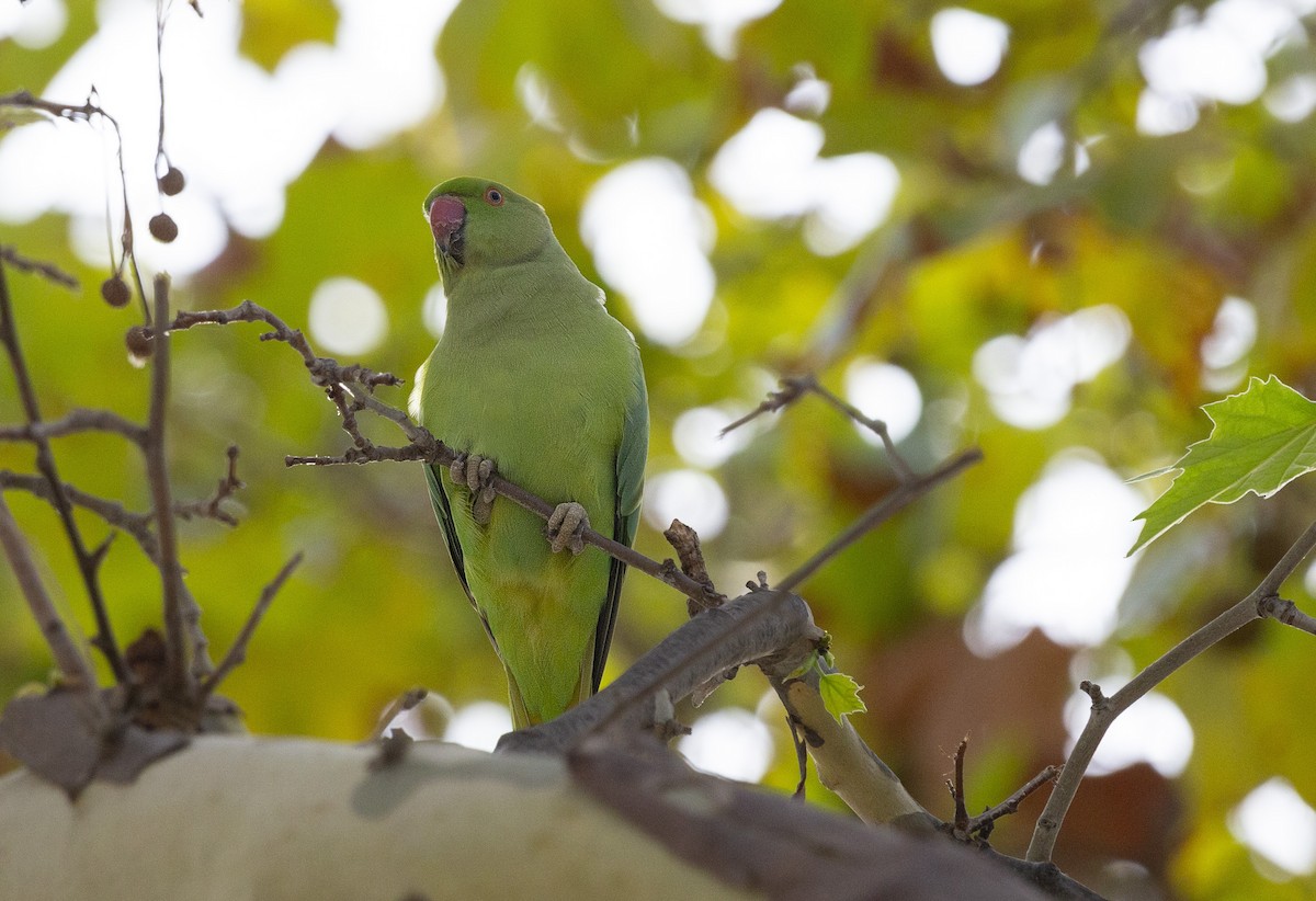 Rose-ringed Parakeet - Steven Dammer