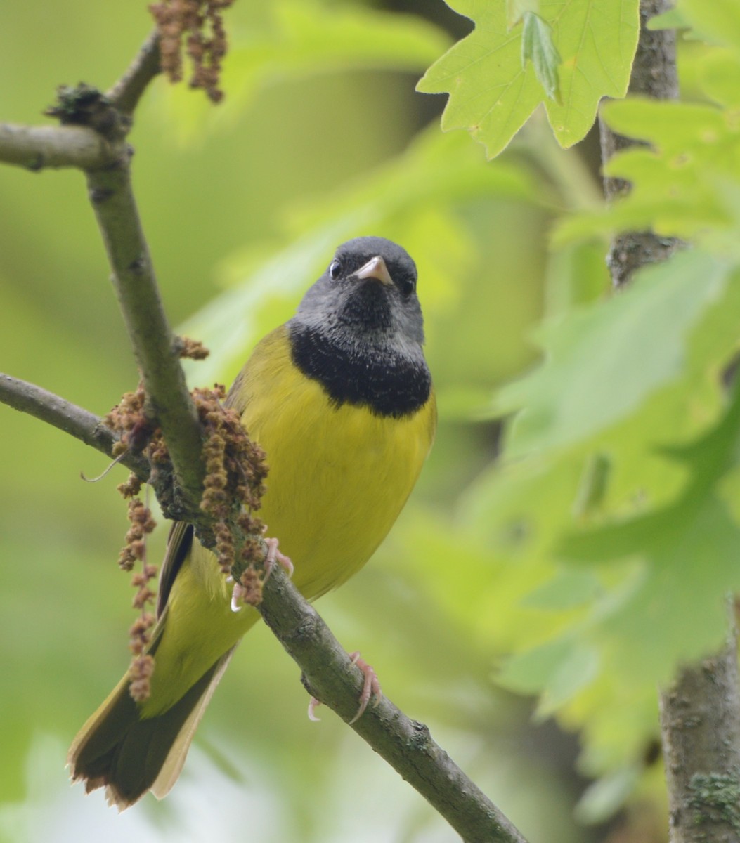 Mourning Warbler - Wendy Skirrow