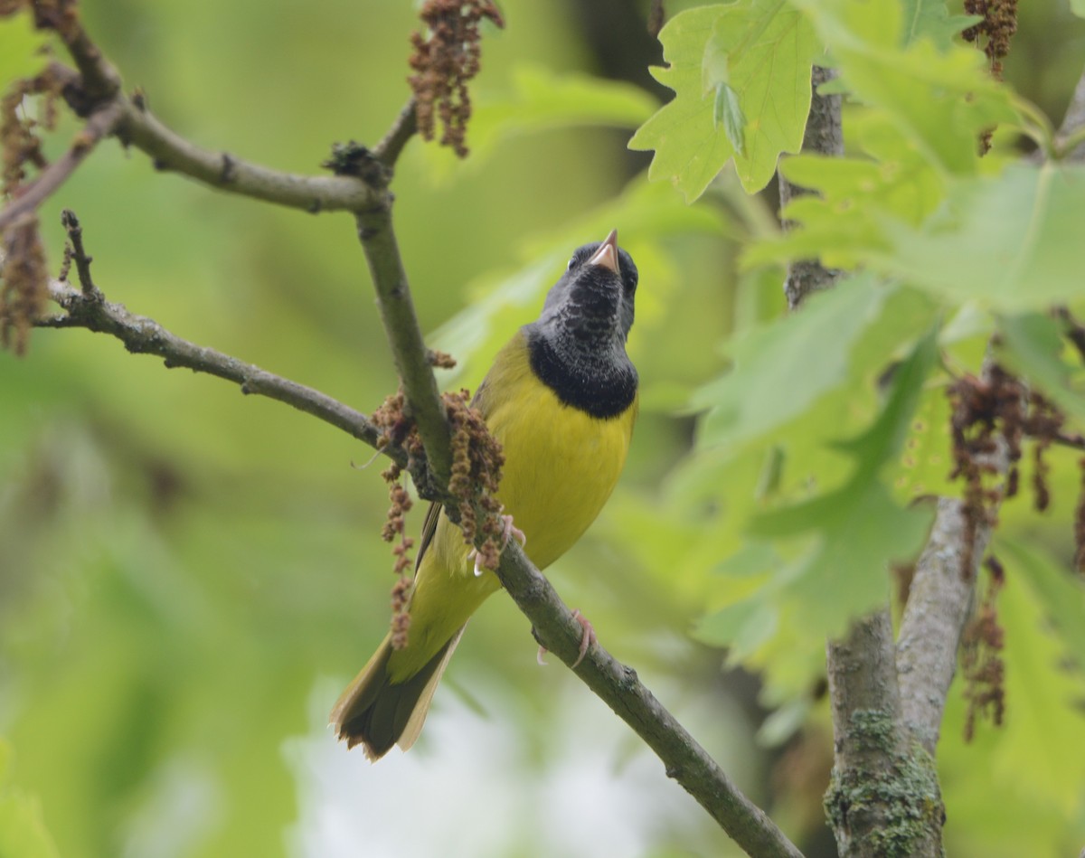 Mourning Warbler - Wendy Skirrow