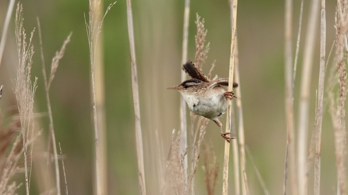 Marsh Wren - leo wexler-mann