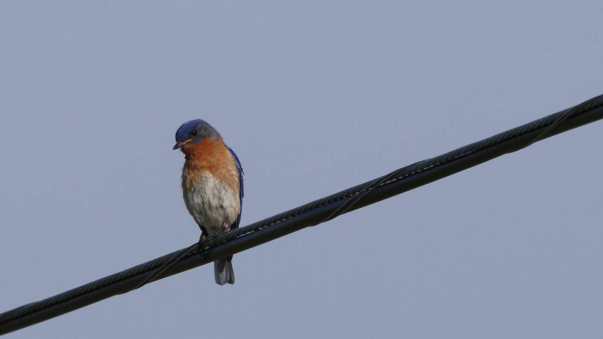 Eastern Bluebird - Anthony Marella