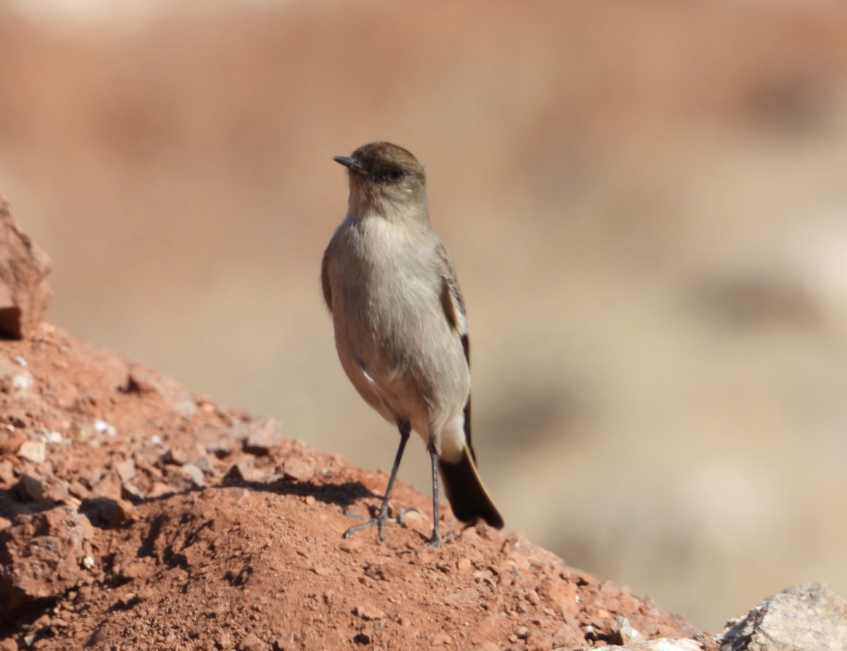 Dark-faced Ground-Tyrant - Charly Moreno Taucare