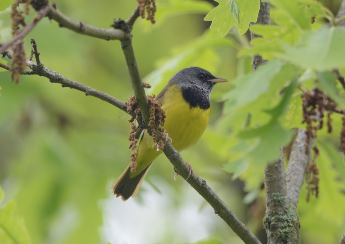 Mourning Warbler - Wendy Skirrow