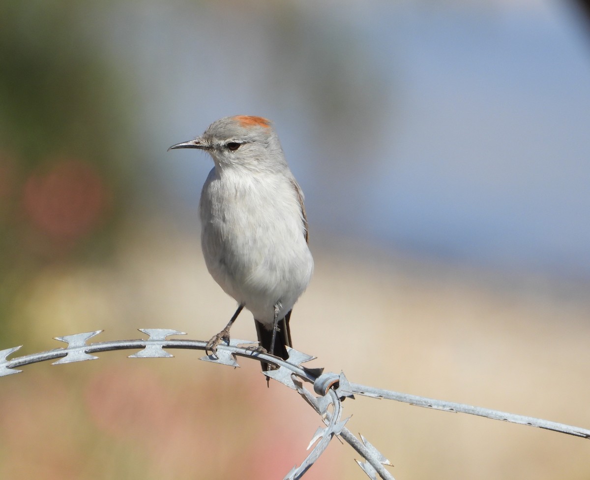 Rufous-naped Ground-Tyrant - Charly Moreno Taucare