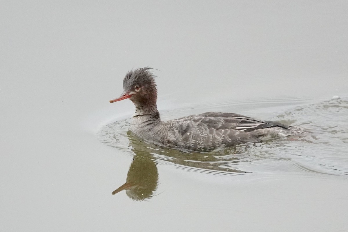 Red-breasted Merganser - David Rubenstein