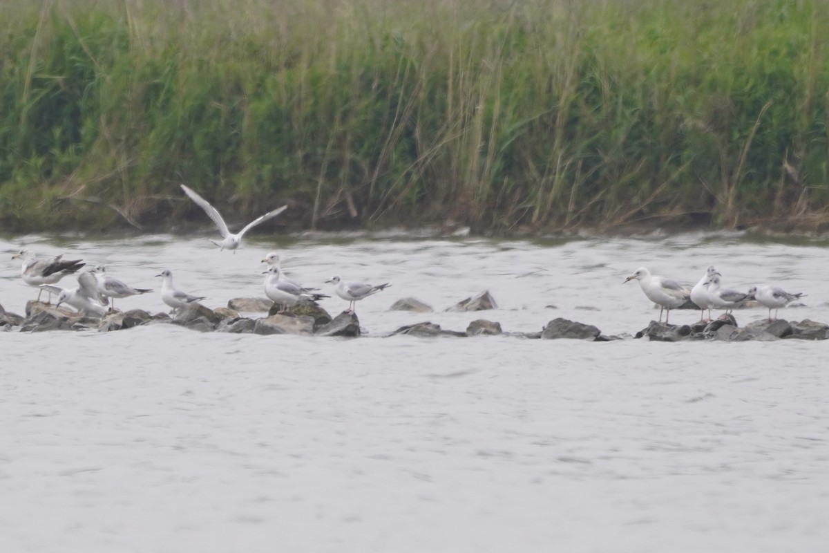 Bonaparte's Gull - Greg Hertler