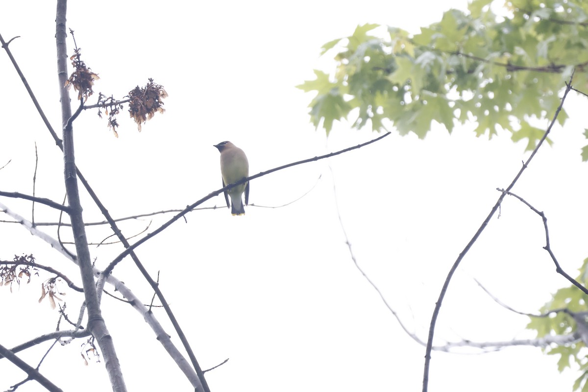 Cedar Waxwing - ML619255915