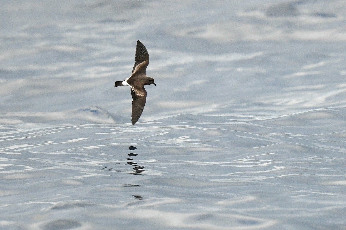 Band-rumped Storm-Petrel - Kate Sutherland