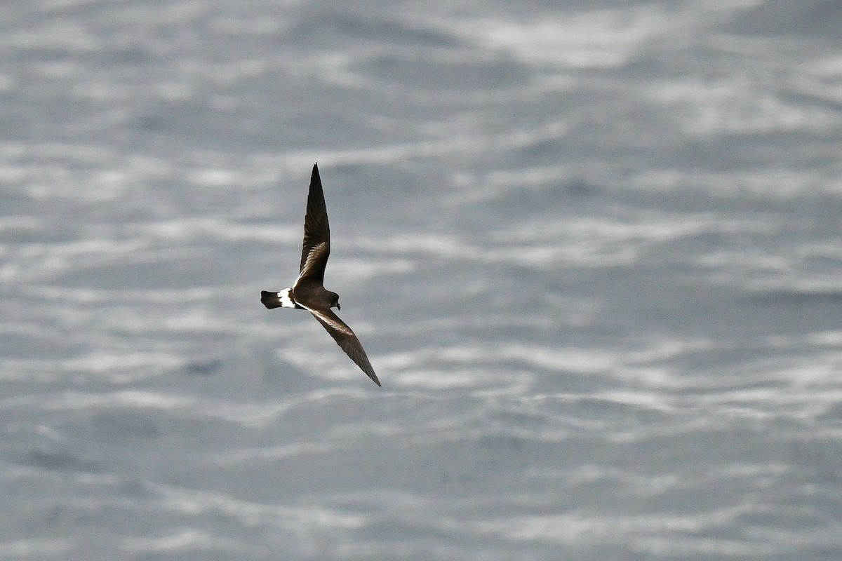 Band-rumped Storm-Petrel - Kate Sutherland