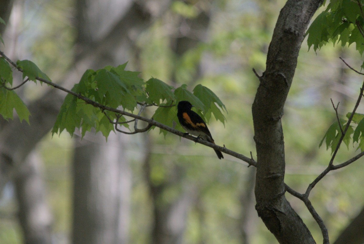 American Redstart - ML619255933