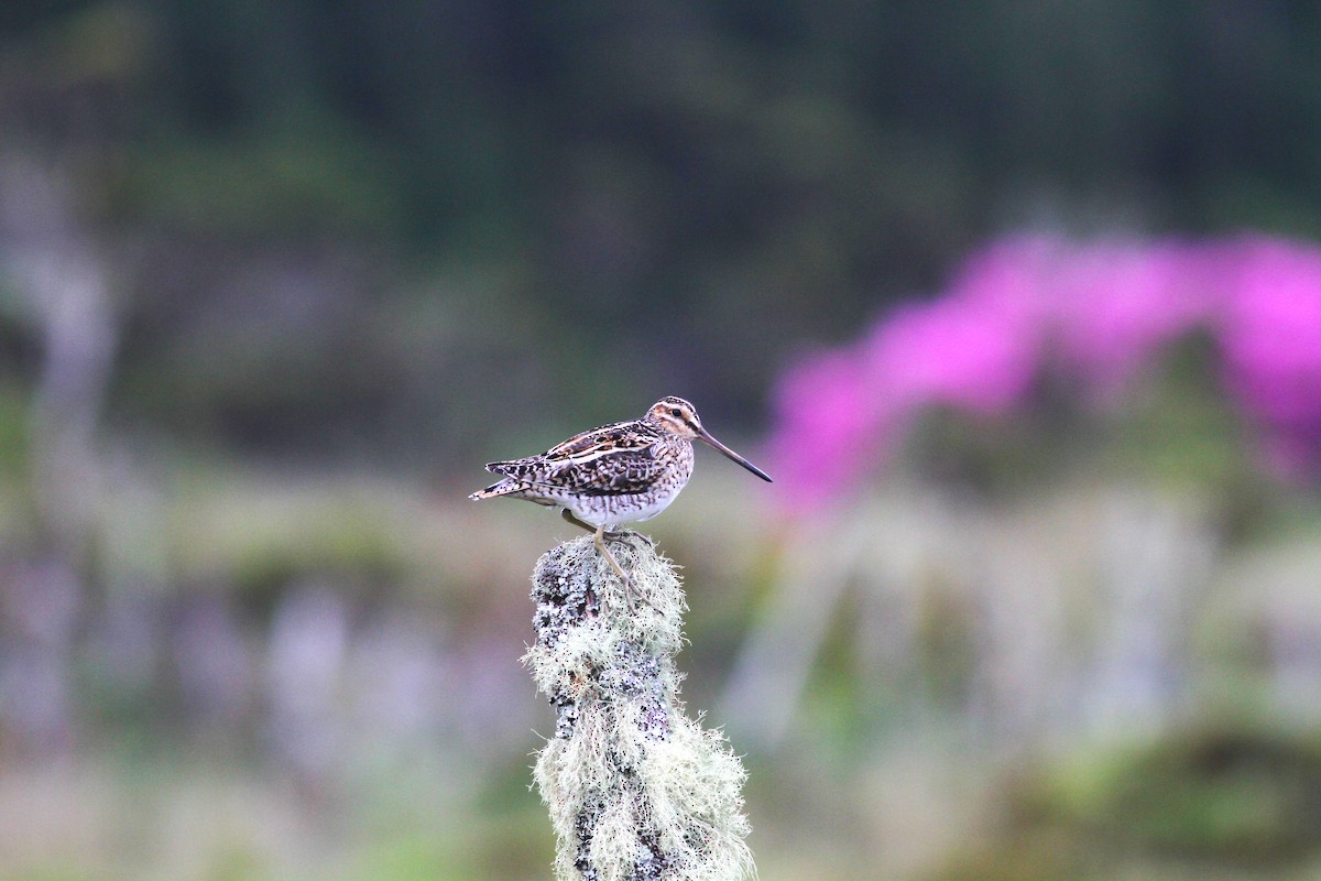 Common Snipe - Carlos Pereira