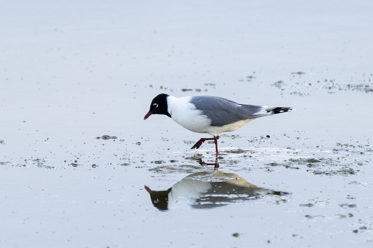 Franklin's Gull - Steven Hunter