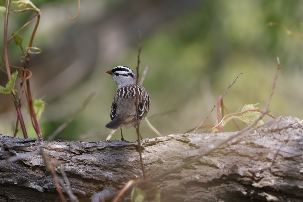 White-crowned Sparrow - ML619255949