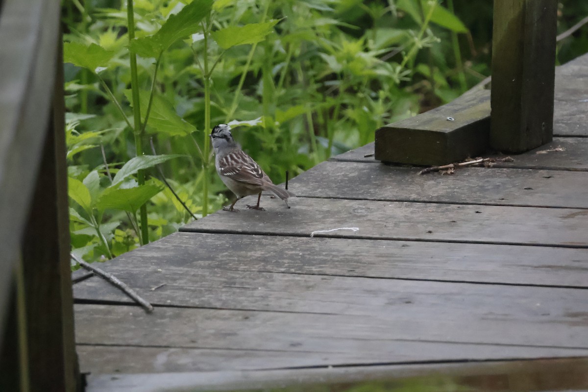 White-crowned Sparrow - ML619255951