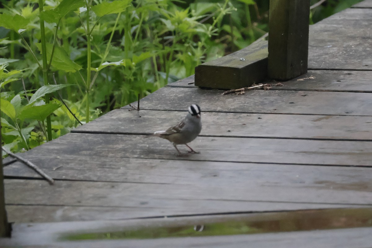 White-crowned Sparrow - ML619255952