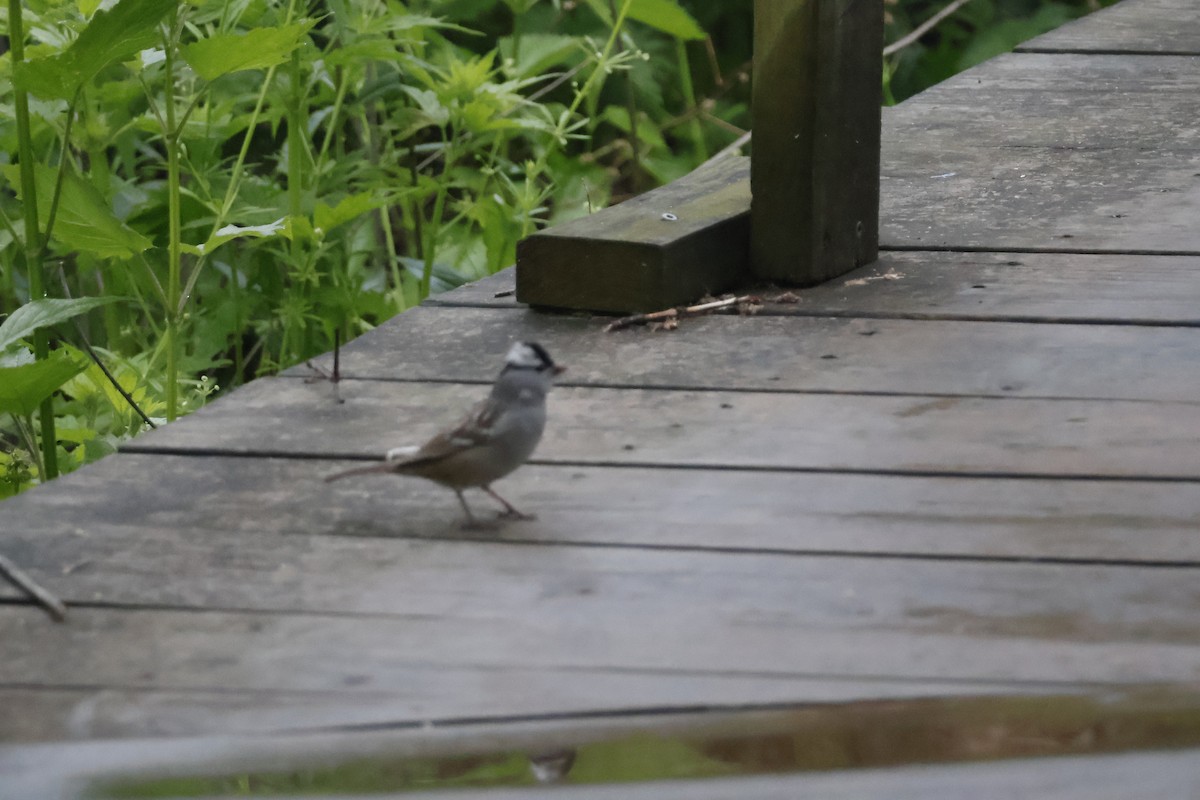 White-crowned Sparrow - ML619255954