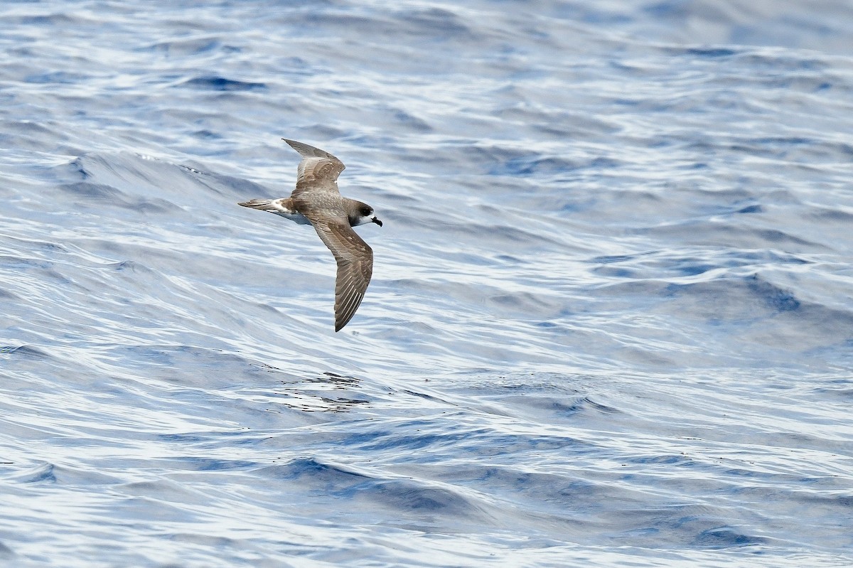 Bermuda Petrel - Kate Sutherland