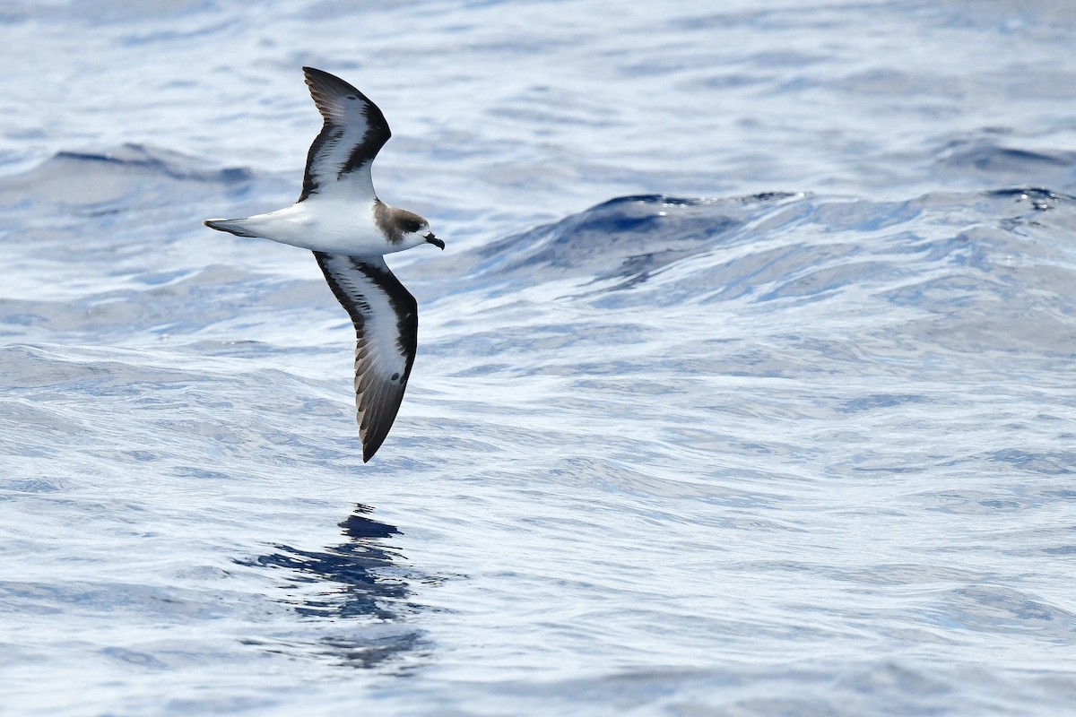 Bermuda Petrel - Kate Sutherland