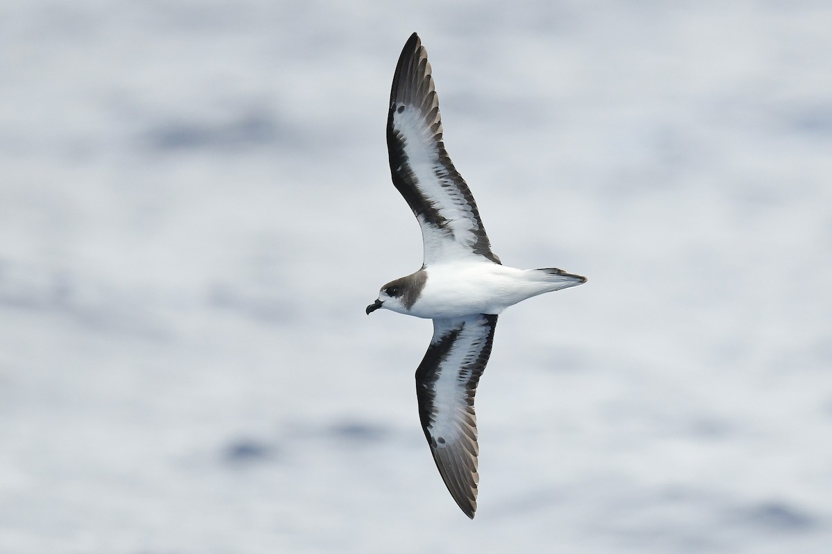 Bermuda Petrel - Kate Sutherland