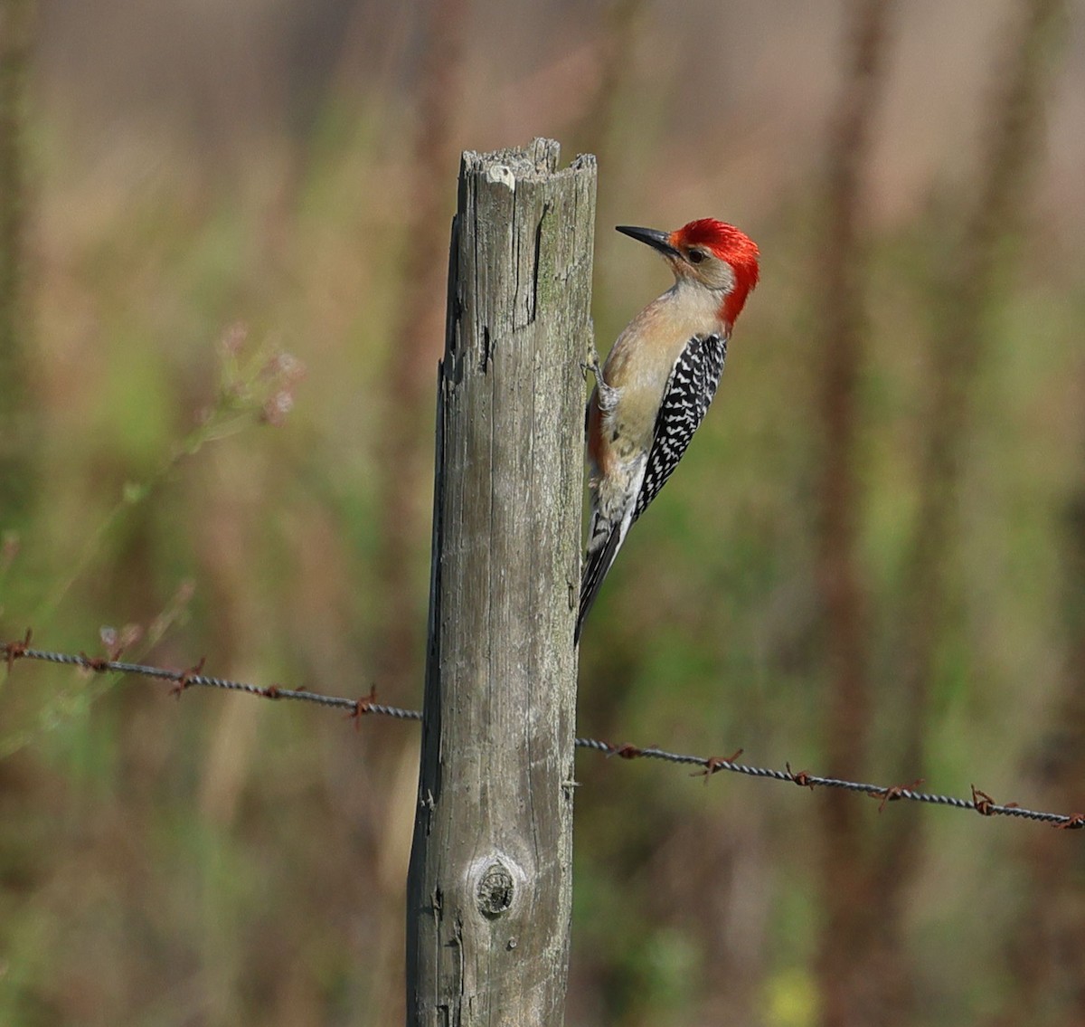 Red-bellied Woodpecker - ML619255960