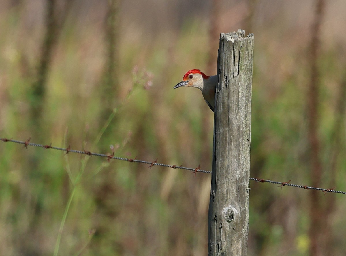 Red-bellied Woodpecker - ML619255968