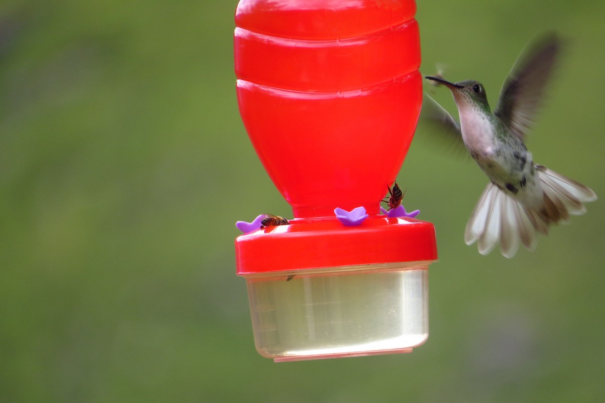 kolibřík bělobřichý - ML619255972