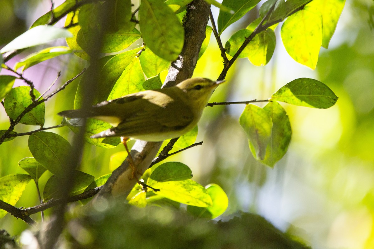 Willow Warbler - Steven Dammer