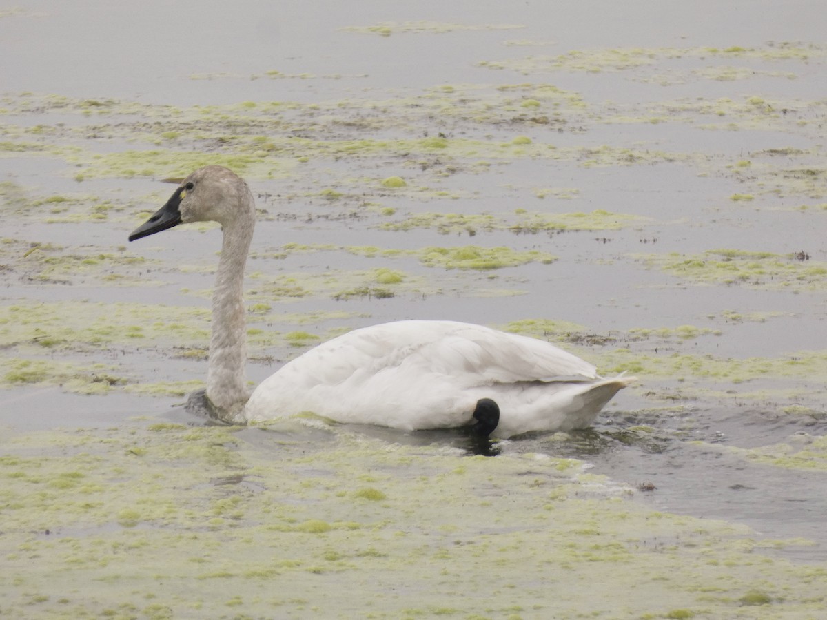 Tundra Swan - Darrell Hance