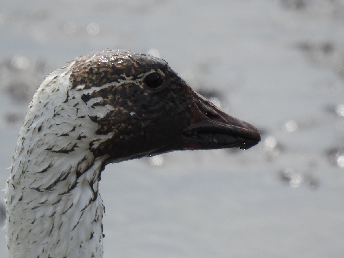 Snow Goose - Johanne Poirier