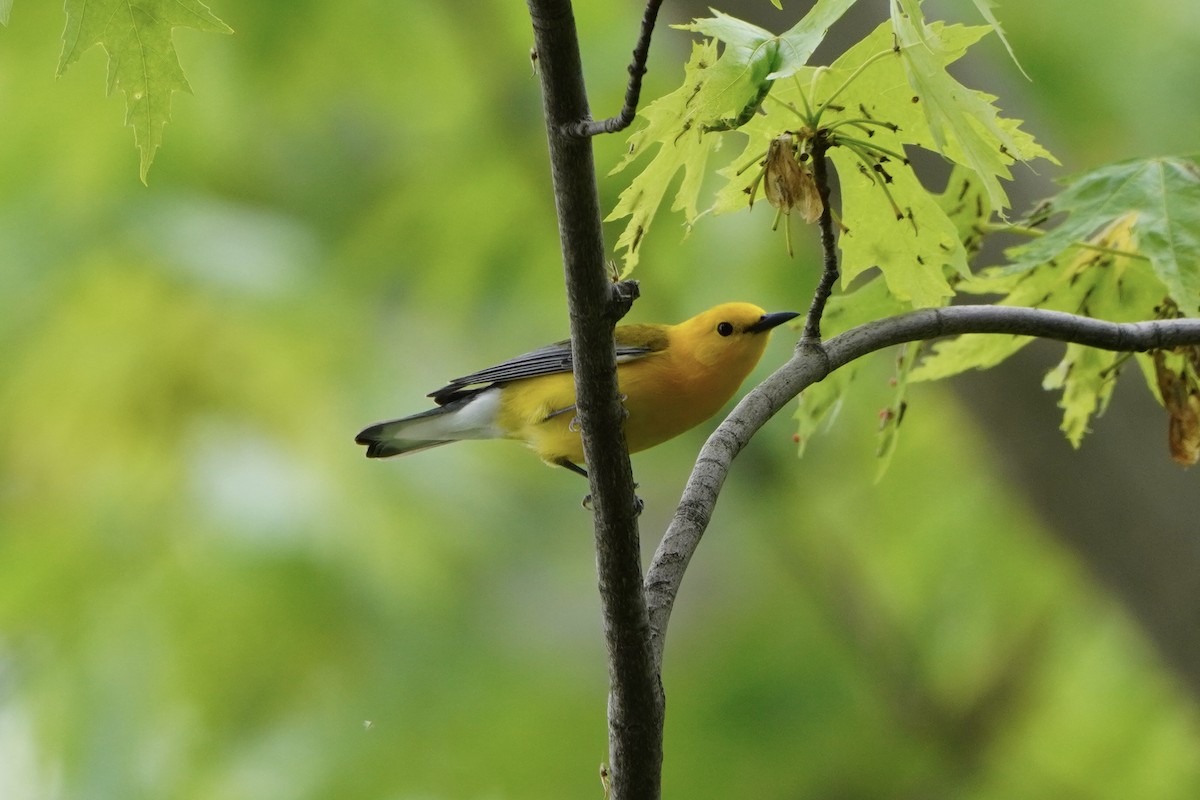 Prothonotary Warbler - Greg Hertler
