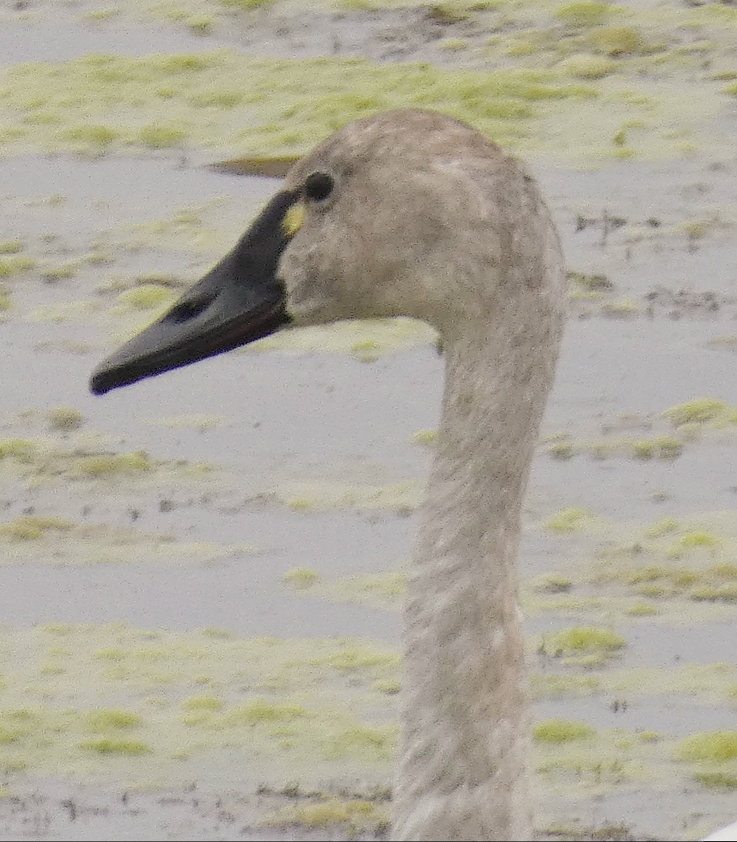 Tundra Swan - Darrell Hance