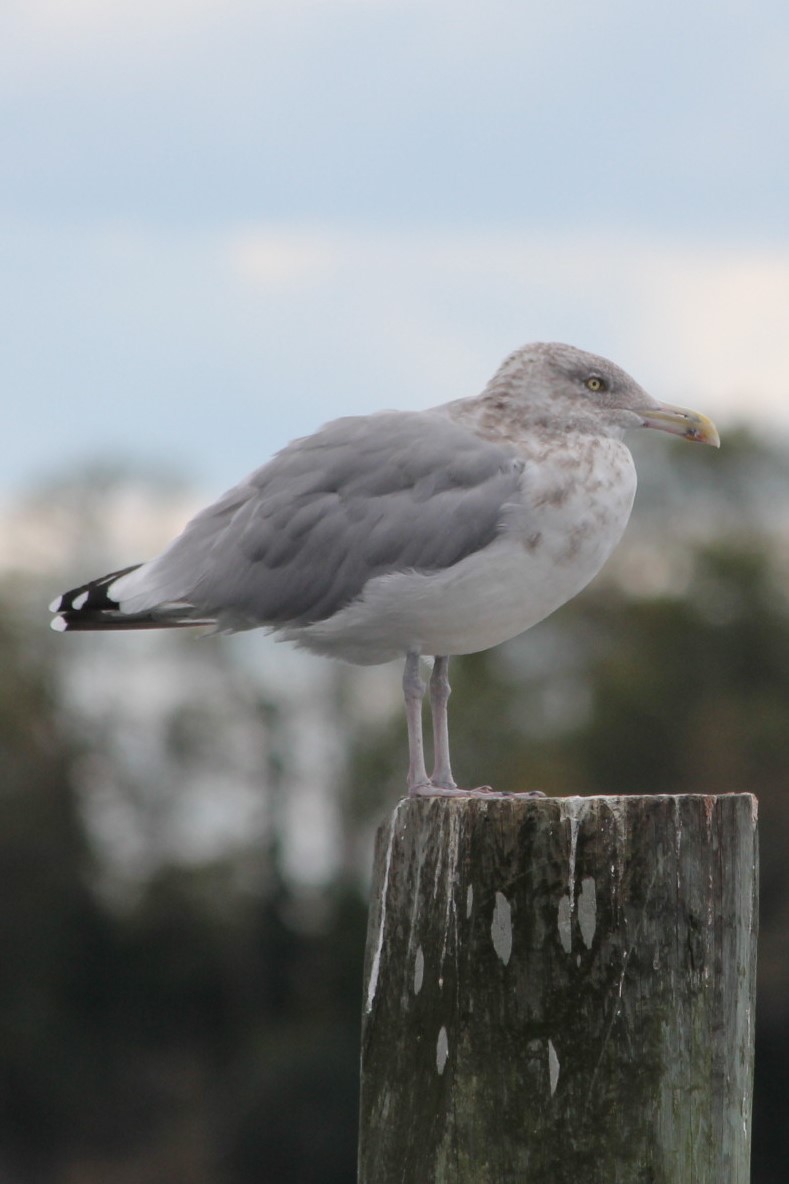 Herring Gull - Kerri Kipp