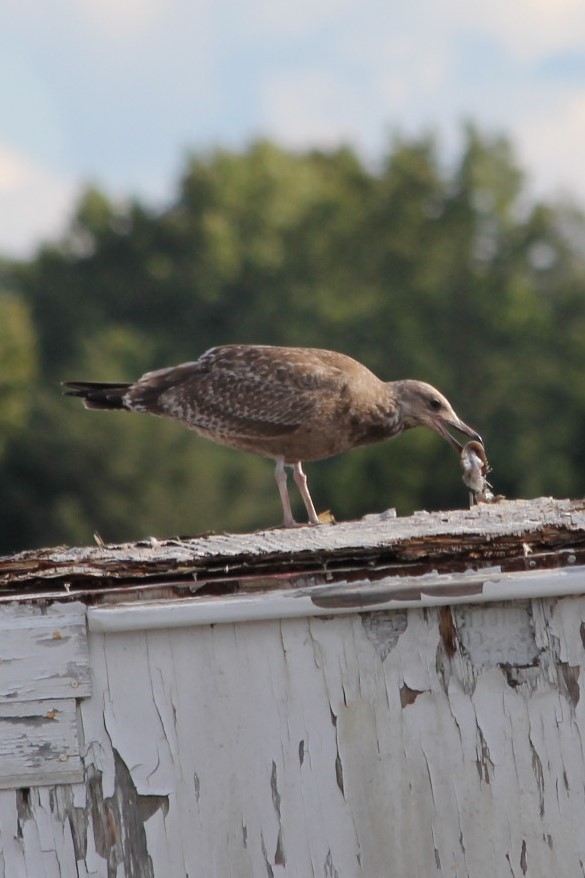 Herring Gull - Kerri Kipp