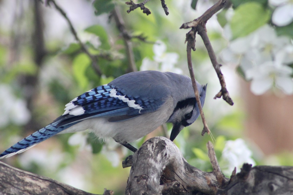 Blue Jay - Anne R.