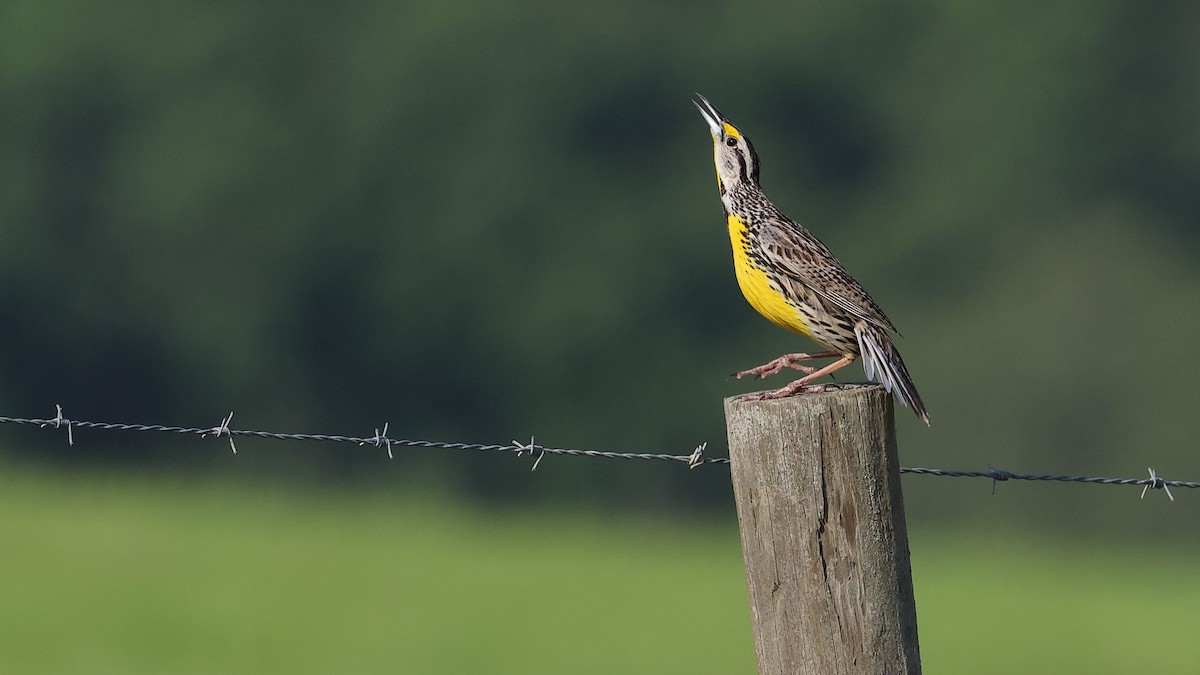 Eastern Meadowlark - Anthony Marella