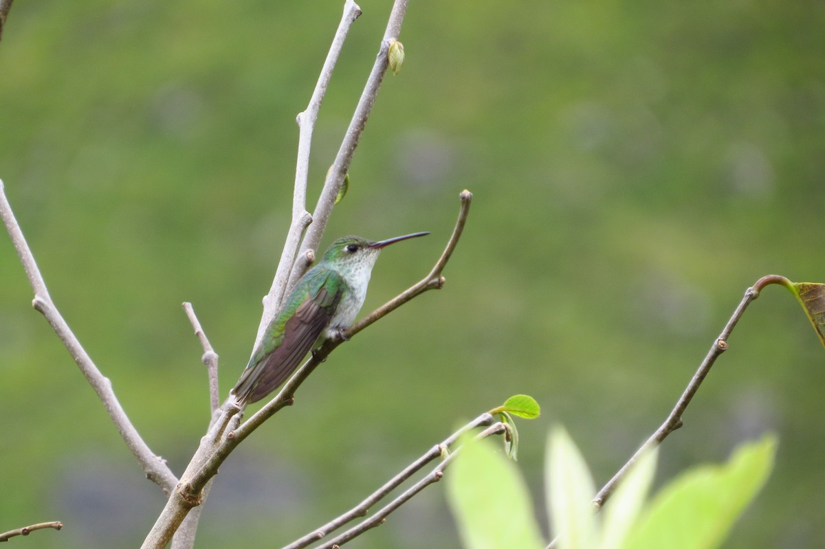 Ak Karınlı Kolibri - ML619256035