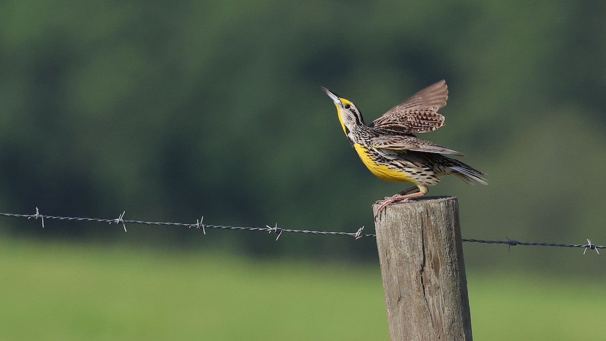 Eastern Meadowlark - Anthony Marella