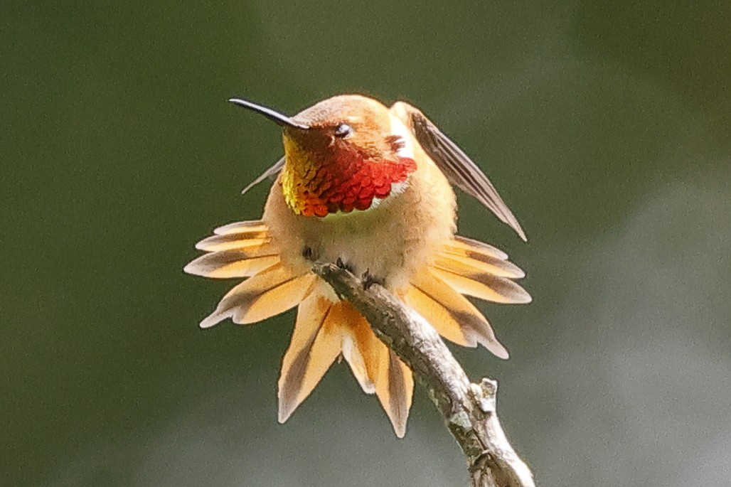 Rufous Hummingbird - David Forinash