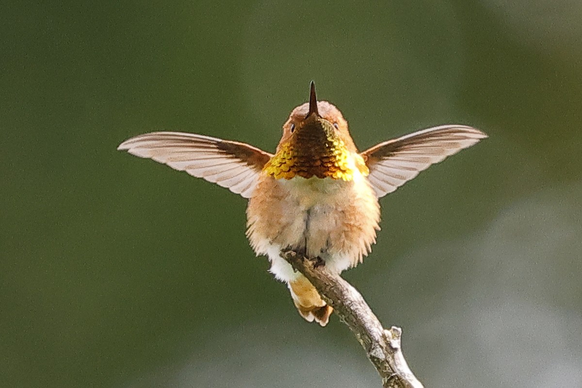 Rufous Hummingbird - David Forinash
