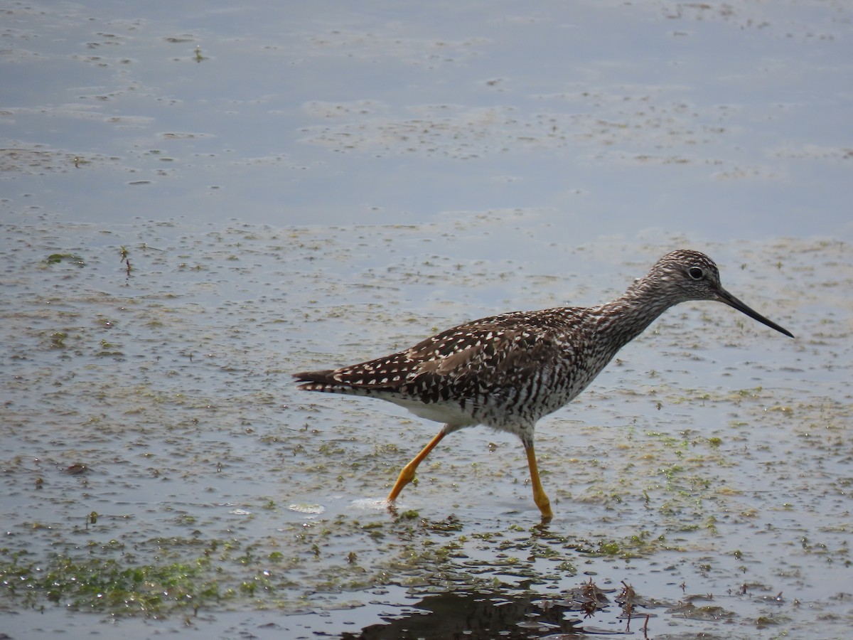 Greater Yellowlegs - ML619256046